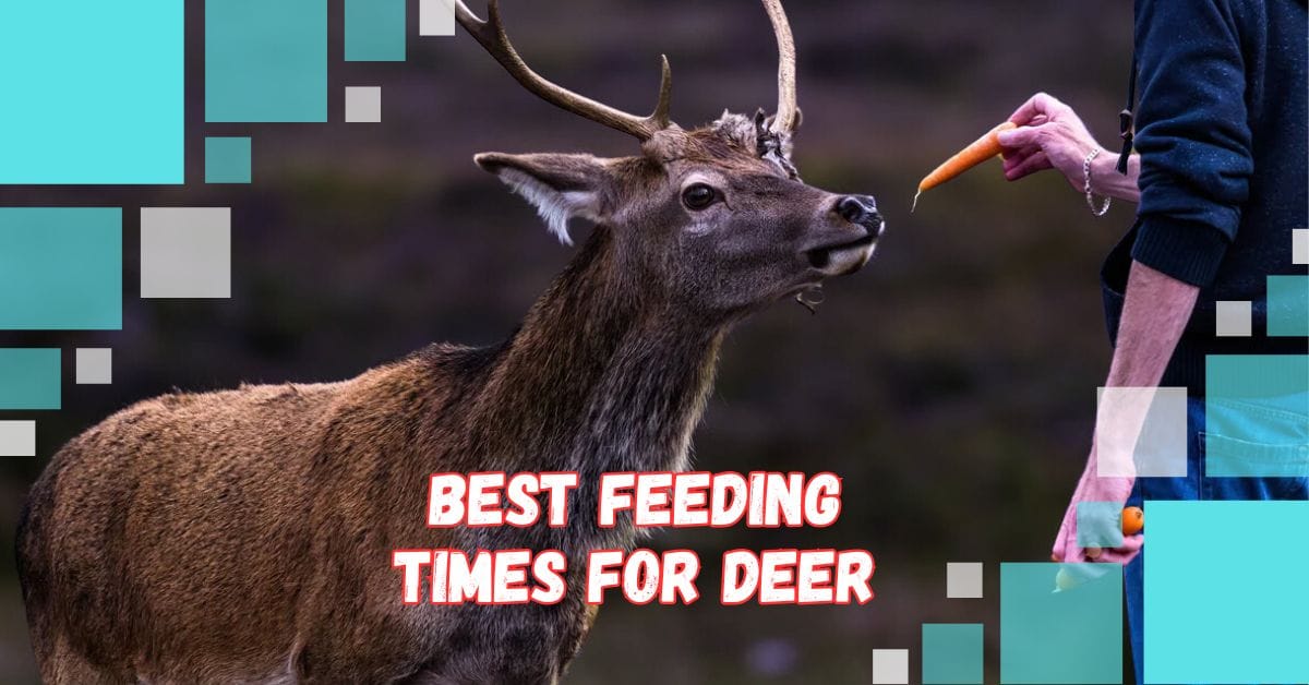 Deer Feed