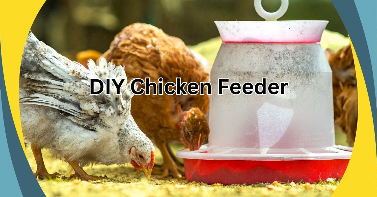 Chicken Feeder